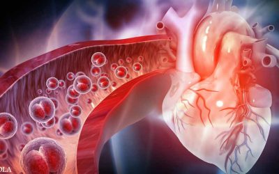 Vitamin K2 Study Shows Improved Cardiovascular Health
