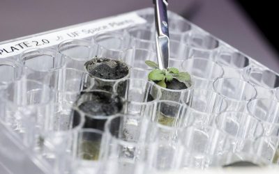 NASA scientists grow plants in lunar soil for first time in history