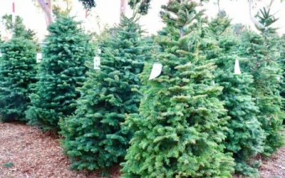 Price Of Christmas Trees Rising As Inflation Hits Home