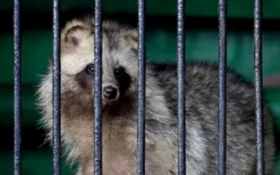 Please Stop With The Raccoon Dogs