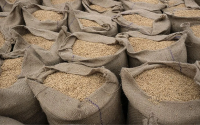 Rice Crisis Sends Prices To Highest Levels Since 2008