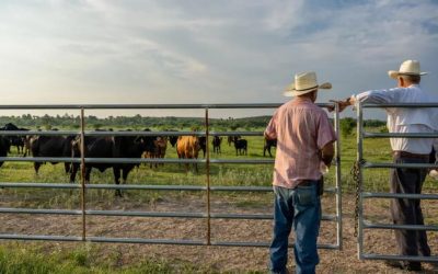 Where’s The Beef? Ranchers Take Stand Over Synthetic ‘Meat’ Label