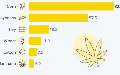 Marijuana Is the Sixth Biggest Cash Crop In The US