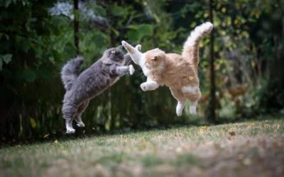 The Delights Of The Pfizer/Moderna Catfight