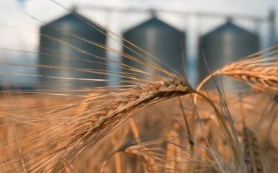 European Commission Grapples With Influx Of Ukraine Grain