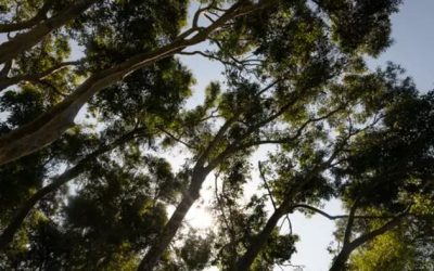 California Awarded $100 Million From Fed To Plant Trees To Combat Extreme Heat