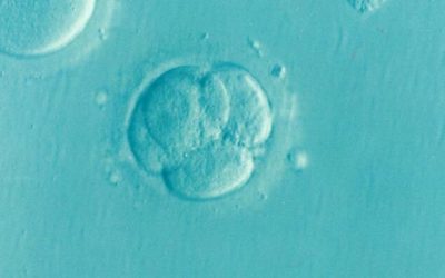 Scientists Create Human “Entity” That Has No Mother Or Father