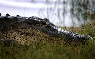 Woman Whose Body Was Found Inside 13 Ft. Alligator Identified oan