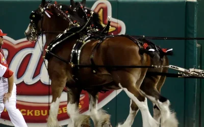Anheuser-Busch Says It Has Stopped Cutting The Tails Off Its Clydesdale Horses oan