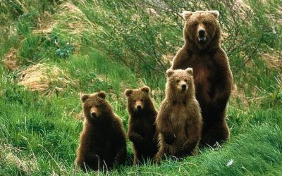 Goldilocks And The Four Bears