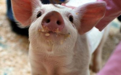 Pork Price Plunge Sends China Consumer Prices Back Into Deflation