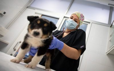 Hundreds Of Dogs Became Ill, Died Of ‘Mysterious Illness’ In Seven U.S. States oan