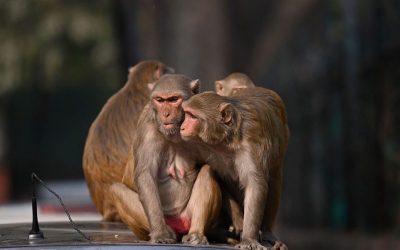 10-Year-Old Killed By Vicious Monkeys In Western India oan
