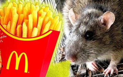 Watch: Pro-Palestinian Activists Throw Box Of Live Rats Into British McDonald’s