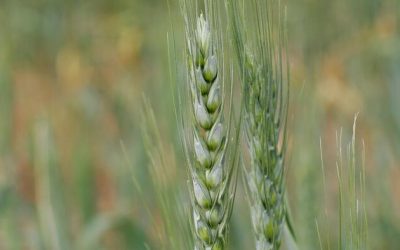 Farmers Are Turning To An Ancient Practice To Improve Agriculture