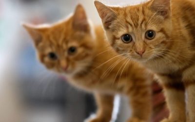 Owning A Cat Could Increase Risk Of Developing Schizophrenia oan