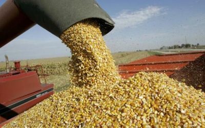 Sliding Corn Prices Sends Grain Index To Decade-Low
