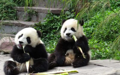 China Announces Plan To Send 2 Giant Pandas To American Zoo oan