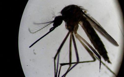 Puerto Rico Declares Public Health Emergency Due To Dengue Virus Outbreak oan