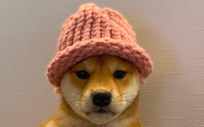 Dogwifhat Rises to Become the Third-Largest Meme Coin by Market Valuation