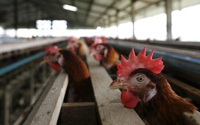 Largest U.S. Egg Producer Temporarily Closes Texas Plant Due to Bird Flu Outbreak oan