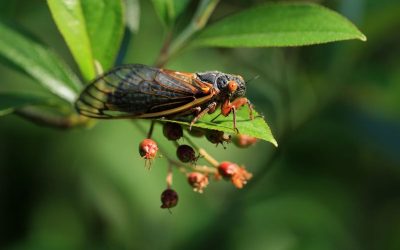 Cicada Broods on Verge of Emergence as Sightings Reported Across U.S. oan