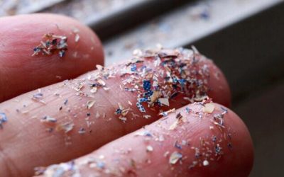 Microplastics Found In Human Testicles