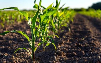 Hidden Food Threat: Experts Warn Of Dangers Of RNAi Crops