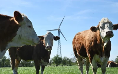 Denmark Presents 2030 ‘Flatulence Tax’ For Livestock Farmers, Citing Efforts To Slash Gas Emissions oan