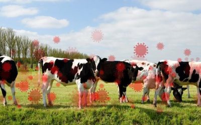 How (And Why) Bird Flu Is About To Enter The “Mass Testing” Phase