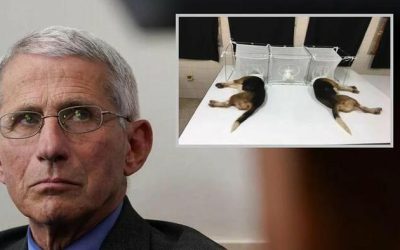 NIH Scrambled After zh Report On Fauci Beagle Experiments, Scrubbed Database, Then Fed WaPo Disinformation