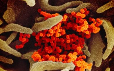 Prior COVID-19 Infection May Protect Against Common Colds: Study