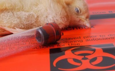 Pandemic 2.0: FDA To Grant Emergency Use Authorization (EUA) For mRNA Bird-Flu Shots (Just Like What Happened With COVID)