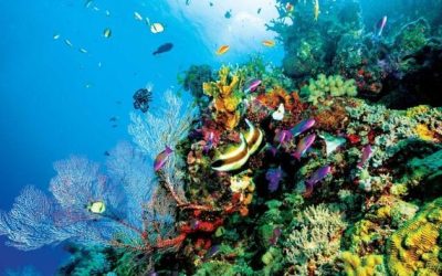 Climate Fear-Mongering Fail: Great Barrier Reef Sees Third Record Year Of Coral Growth