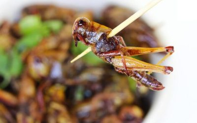 ‘Eating Ze Bugs Is Vegan’ – What The Rise Of “Ento-Veganism” Really Means