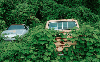The Democrats’ “Kudzu Economy” | zh