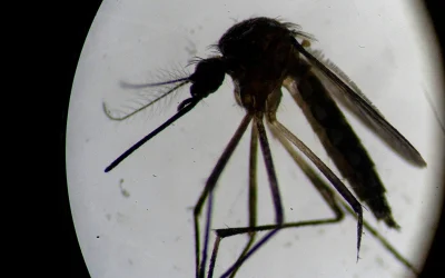 L.A. County Reports Rare Local Dengue Cases oan