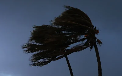 Forecasters Predict Tropical Storm Francine Will Turn Into Hurricane  oan