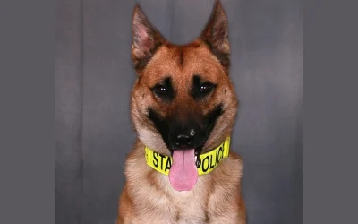 Beloved Police K-9 ‘Apache’ Retires After Over 8-Year Career Following Gunshot In The Neck oan