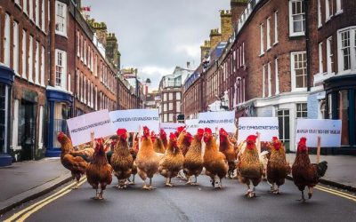 The UK’s “Chicken License” Rebellion: The Good Way To Deal With Bad Laws