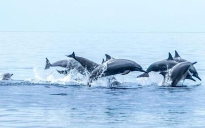 Shocking Rise In Whale, Dolphin, & Porpoise Strandings As Wind Farms Proliferate Around British Coast