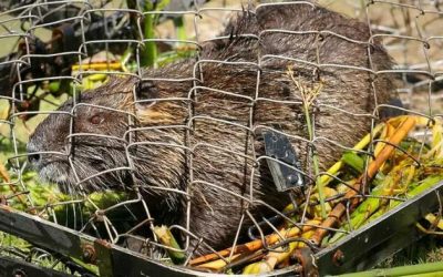 Full Societal Collapse: San Fran Now Overrun With “Invasive 20 Pound Rodent” Infestation