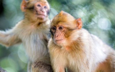 43 Monkeys Still On The Run After Escaping Medical Research Center oan