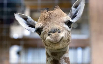 Giraffes Set To Join The Endangered Species List As Population Numbers Decline oan