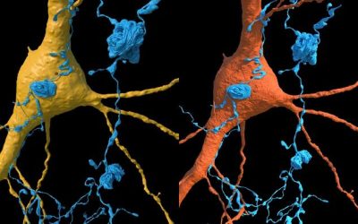 See The Human Brain Like Never Before