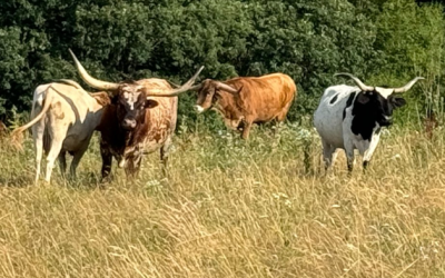 Bullish Cattle Bets Soar As US Herd Crisis Sparks Breakout To Record High Price