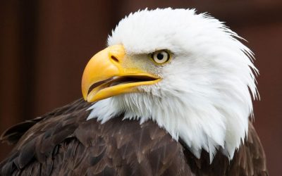 Biden Signs Legislation Declaring The Bald Eagle As America’s National Bird oan