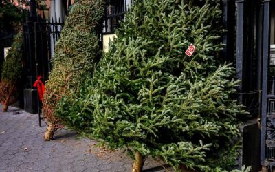 The Hunt For The Best Christmas Tree Ever