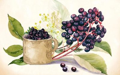 Elderberry: The Immunity Defender That Helps You Fight Cold And Flu