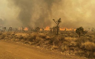 Richmond And Los Angeles Have Been Mugged By Reality